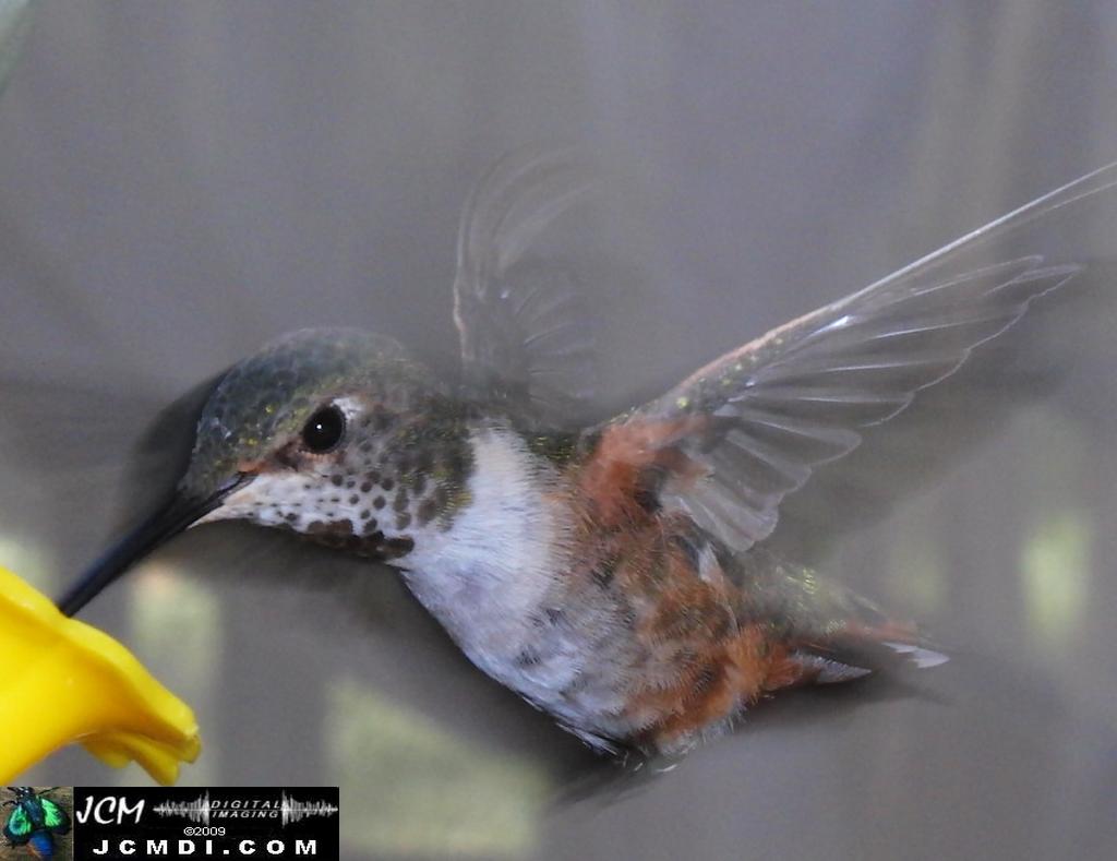 Hummingbird photo captured from Robo-Cam Motion Detection at JCMDI.COM